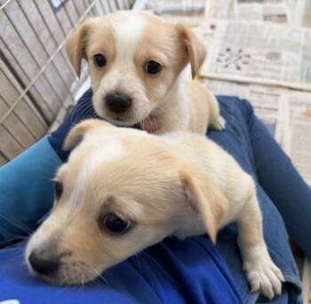 Chiweenie Dogs Available for Adoption in Canutillo, Texas - Pongo And Perdita | PetCurious