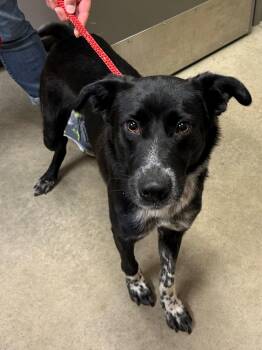 Roman -  Border Collie and Australian Cattle Dog Blue Heeler Dog for Adoption in Mason City, Iowa - Roman | PetCurious
