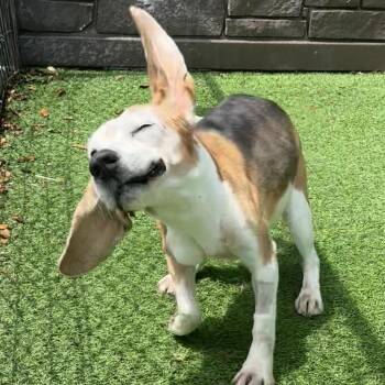 Brooks -  Beagle Dog for Adoption in Sunrise, Florida - Brooks | PetCurious
