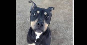 Pit Bull Terrier Dogs Available for Adoption in Youngsville, North Carolina - Snooki | PetCurious