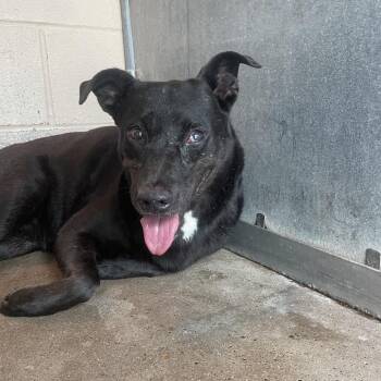 Trisha (Trixie) -  Black Labrador Retriever and Shepherd Dog for Adoption in Edinburg, Texas - Trisha (Trixie) | PetCurious