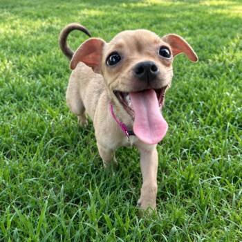 Lolly -  Chihuahua and Mixed Breed Dog for Adoption in Corpus Christi, Texas - Lolly | PetCurious