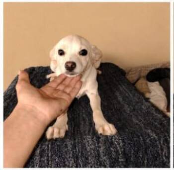 Pixie -  Puggle and Chihuahua Dog for Adoption in Chula Vista, California - Pixie | PetCurious