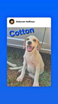 Cotton -  Labrador Retriever and Hound Dog for Adoption - Cotton | PetCurious