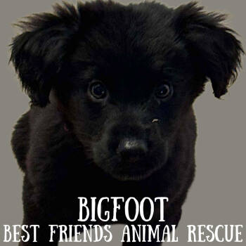 Rescue Labrador Retriever Dogs for Adoption in Wasilla, Alaska - Bigfoot | PetCurious