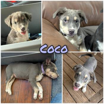 Coco -  Mixed Breed Dog for Adoption in Bastrop, Texas - Coco | PetCurious