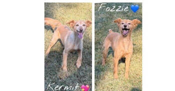 Rescue Chihuahua and Shetland Sheepdog Sheltie Dogs for Adoption in Gillsville, Georgia - Fozzie (Bonded Pair With Kermit) | PetCurious