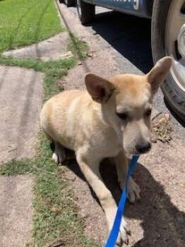 Mixed Breed Dogs Available for Adoption in Dallas, Texas - CHERIO | PetCurious