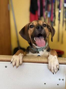 Terrier Dogs Available for Adoption - Jolie | PetCurious