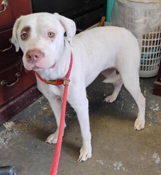 Ashley #119 -  Labrador Retriever and Pit Bull Terrier Dog for Adoption in New Lexington, Ohio - Ashley #119 | PetCurious