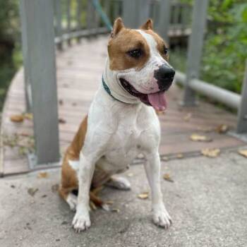 American Staffordshire Terrier and Mixed Breed Dogs Available for Adoption in Houston, Texas - Pixie | PetCurious