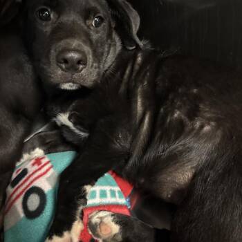 Biscuit -  Mixed Breed Dog for Adoption in Memphis, Tennessee - Biscuit | PetCurious