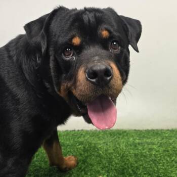 Chop -  Rottweiler Dog for Adoption in Columbia, Missouri - Chop | PetCurious