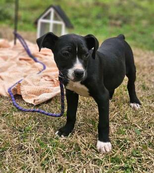 Boston Terrier and Chihuahua Dogs Available for Adoption - Angel Calligrace | PetCurious