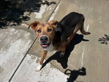 Rescue Pit Bull Terrier and Shepherd Dogs for Adoption in Twentynine Palms, California - Spike | PetCurious