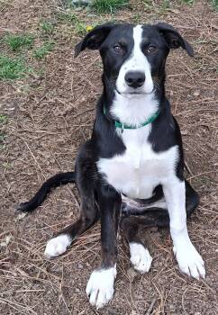Australian Shepherd Dogs Available for Adoption in Cuyahoga Falls, Ohio - Baby Olivia | PetCurious