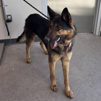 Mixed Breed Dogs Available for Adoption in Las Cruces, New Mexico - Ranger | PetCurious