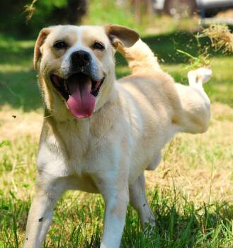 Thunder -  Labrador Retriever Dog Available for Adoption in Manchester, Tennessee - Thunder | PetCurious