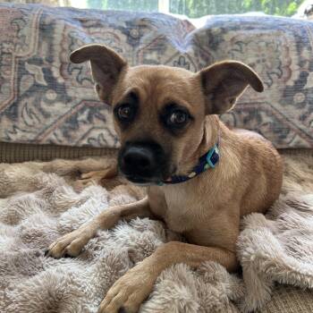 Penny -  Chihuahua Dog for Adoption in Burnaby, British Columbia - Penny | PetCurious