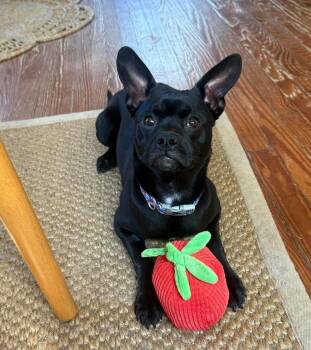 RALPHIE -  French Bulldog Dog for Adoption in Holbrook, New York - RALPHIE | PetCurious