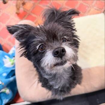 Rescue Poodle and Papillon Dogs for Adoption in Foster, Rhode Island - Sid | PetCurious