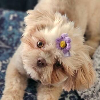 Shih Tzu and Lhasa Apso Dogs Available for Adoption - Ms. Pumkin Pie Laila | PetCurious