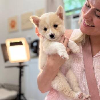 Liberty Dream -  Pomeranian and Husky Dog for Adoption in Friendswood, Texas - Liberty Dream | PetCurious