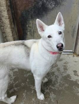 Husky and Mixed Breed Dogs Available for Adoption in South Bend, Indiana - Luna | PetCurious