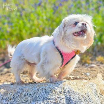 Falkorina -  Pekingese Dog for Adoption in Spokane, Washington - Falkorina | PetCurious
