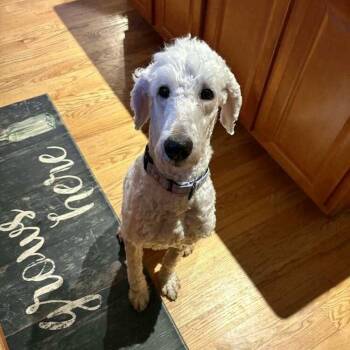 Poodle Dogs Available for Adoption - Max | PetCurious