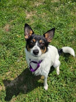 Kenga -  Mixed Breed Dog for Adoption in Greensburg, Pennsylvania - Kenga | PetCurious
