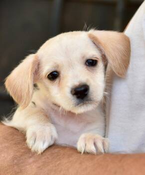 Wednesday -  Chihuahua Dog for Adoption in Los Angeles, California - Wednesday | PetCurious