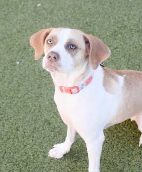 Hula -  Beagle Dog for Adoption in Pontiac, Michigan - Hula | PetCurious