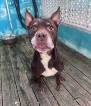 Mixed Breed Dogs Available for Adoption - Rocky | PetCurious