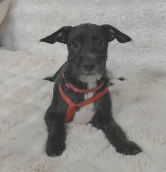 Pumba -  Chihuahua and Pomeranian Dog for Adoption in Guilford, Connecticut - Pumba | PetCurious