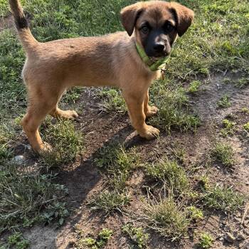 Scurlock -  Mixed Breed Dog for Adoption in Sioux Falls, South Dakota - Scurlock | PetCurious