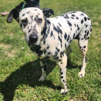 Dalmatian Dogs Available for Adoption in Stanley, Virginia - Sky | PetCurious