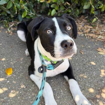 Jagger -  Australian Shepherd and Pit Bull Terrier Dog for Adoption in Goleta, California - Jagger | PetCurious