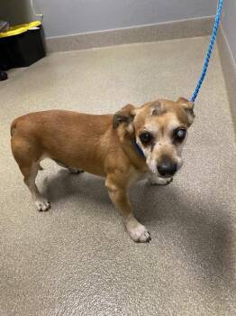 Dachshund and Chihuahua Dogs Available for Adoption in Las Vegas, Nevada - CASPER | PetCurious
