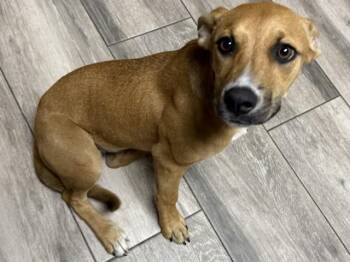 MUFFIN -  Rhodesian Ridgeback and Mixed Breed Dog for Adoption in Redlands, California - MUFFIN | PetCurious