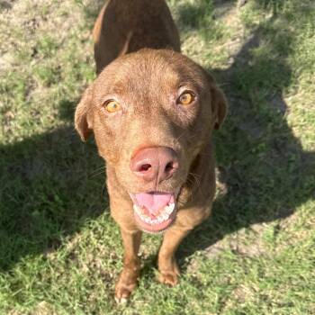 Rusty -  Terrier and Mixed Breed Dog for Adoption in Corpus Christi, Texas - Rusty | PetCurious
