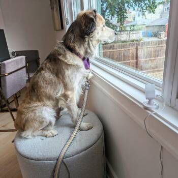 River -  Husky and Mixed Breed Dog for Adoption in La Grange, Kentucky - River | PetCurious