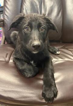 Lark -  Border Collie and German Shepherd Dog Dog for Adoption in Carson City, Nevada - Lark | PetCurious