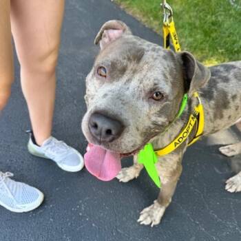 Neo -  Mixed Breed Dog for Adoption in Philadelphia, Pennsylvania - Neo | PetCurious