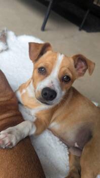 HighTop -  Chihuahua Dog for Adoption in New Baltimore, Michigan - HighTop | PetCurious