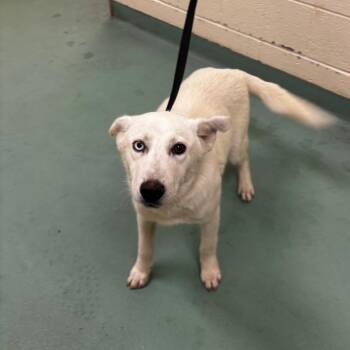 Mixed Breed Dogs Available for Adoption in Memphis, Tennessee - Frisco | PetCurious