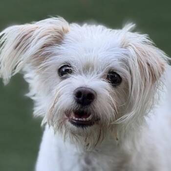 Chloe -  Terrier Dog for Adoption in Sacramento, California - Chloe | PetCurious