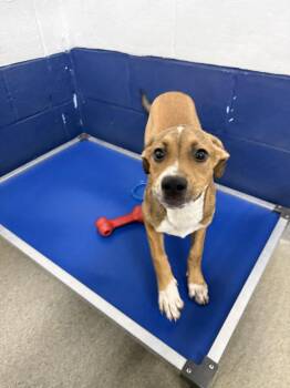 Cooper 4mo AVA 10/7 -  Terrier Dog for Adoption in Sterling, Massachusetts - Cooper 4mo AVA 10/7 | PetCurious