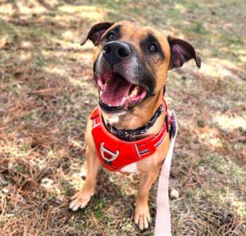 Pit Bull Terrier and Mixed Breed Dogs Available for Adoption in Minneapolis, Minnesota - FINCH | PetCurious