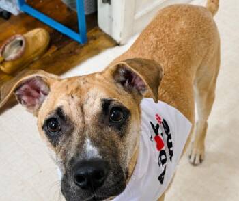 Emily -  Mixed Breed Dog for Adoption in Grand Rapids, Michigan - Emily | PetCurious